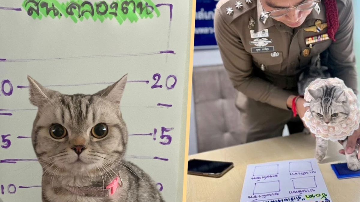 থাইল্যান্ডে পুলিশের ওপর হামলার অভিযোগে আটক বিড়াল