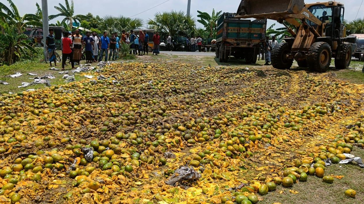 কেমিক্যাল দিয়ে পাকানো সাড়ে ৮ হাজার কেজি আম ধ্বংস