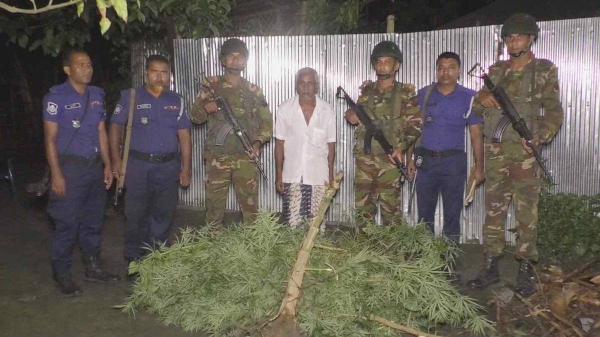 নীলফামারীতে সেনা-পুলিশের যৌথ অভিযান, বাড়ি থেকে গাঁজার গাছ উদ্ধার