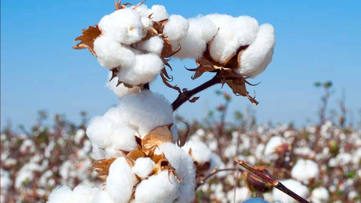 তুলা আমদানিতে অগ্রিম আয়কর প্রত্যাহার