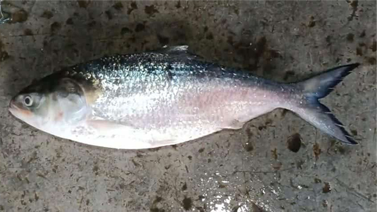 কুয়াকাটায় একটি ইলিশ বিক্রি হলো ৬ হাজার টাকায়