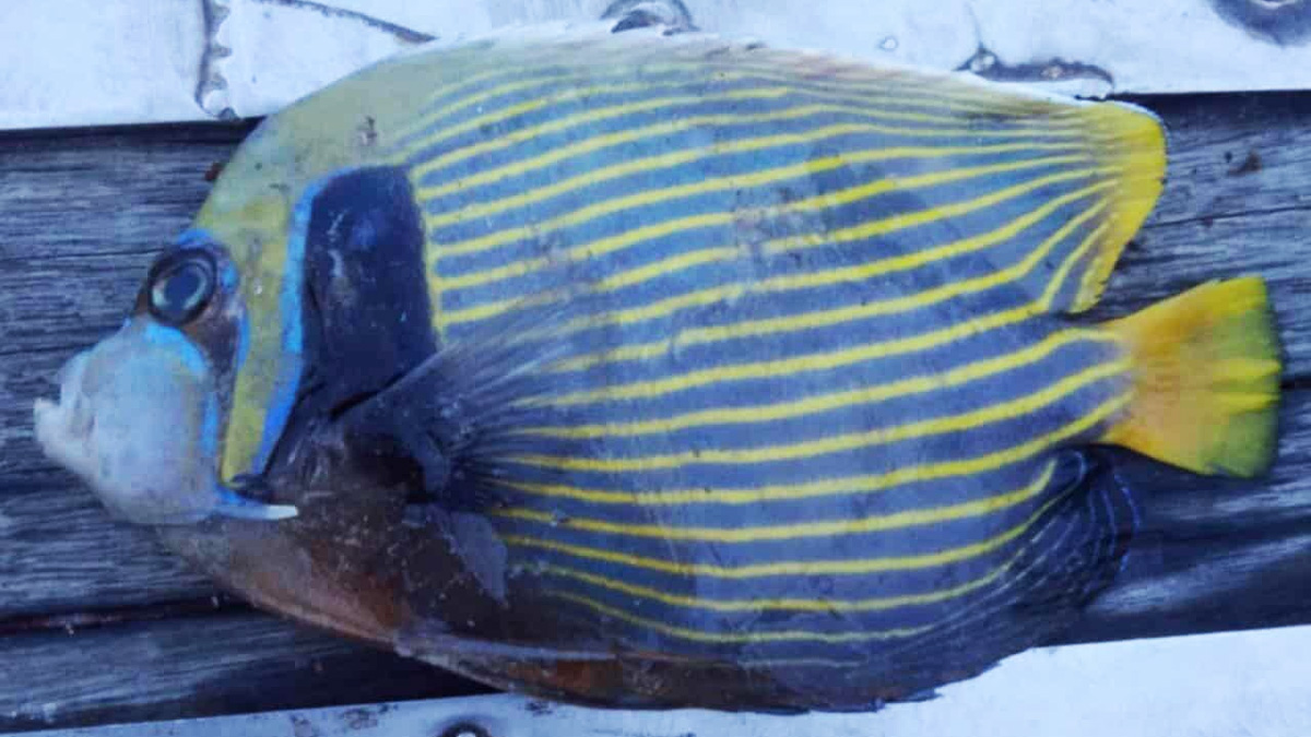 কুয়াকাটায় ধরা পড়লো রঙিন সামুদ্রিক মাছ ‘অ্যাঞ্জেলফিশ’