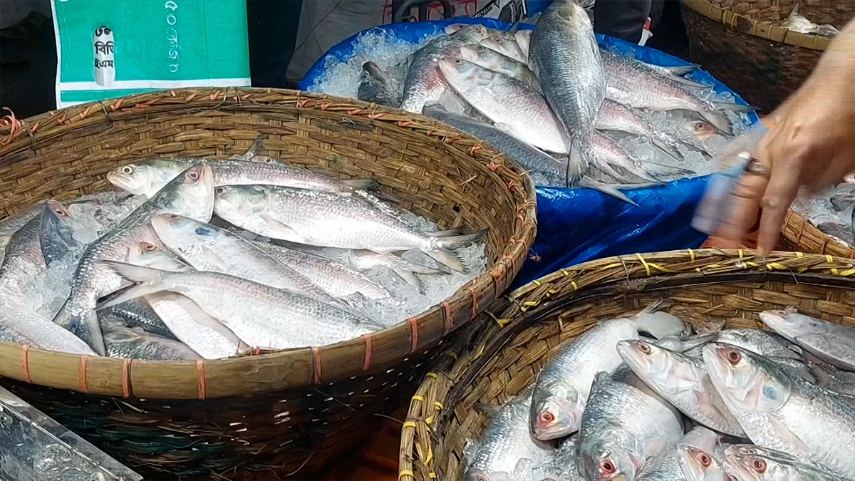 চাঁদপুরে ইলিশের জোয়ার: ছোট মাছের ছড়াছড়ি, কমেনি দাম