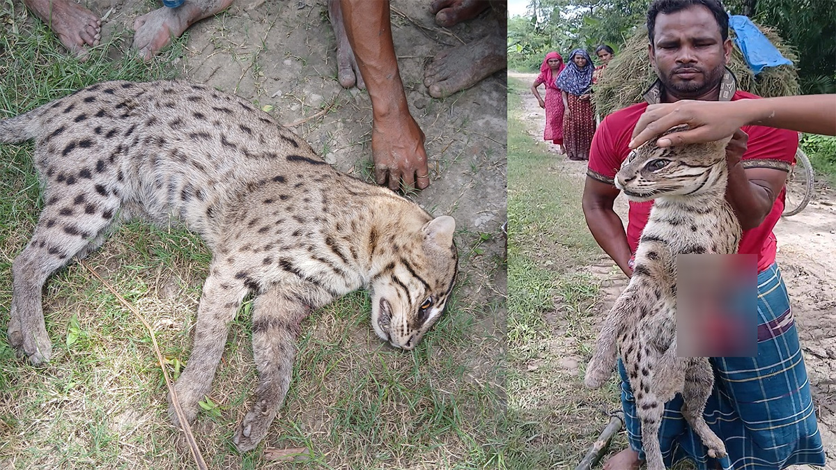 শৈলকুপায় আহত মেছোবাঘকে পিটিয়ে মারলো এলাকাবাসী