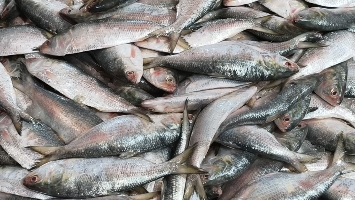 চাঁদপুরে ভরা মৌসুমেও ইলিশের দাম চড়া, ক্রেতাদের নাগালের বাইরে