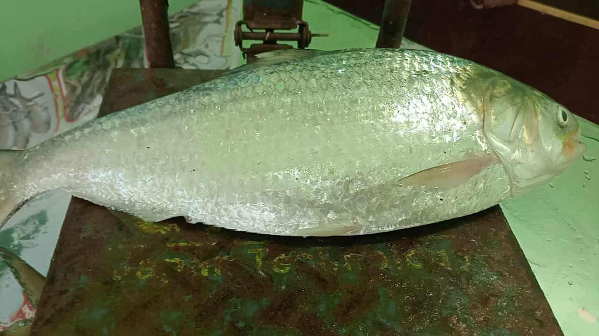 আড়াই কেজি ওজনের ইলিশ বিক্রি হলো প্রায় ৯ হাজার টাকায়